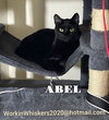 ABEL - Photo 5