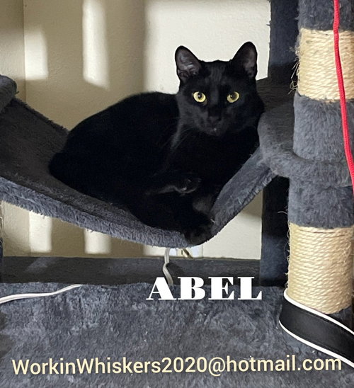 Photo 5 of ABEL