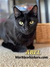 adoptable Cat in hemet, CA named ABEL