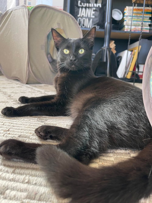 ABEL - Domestic Short Hair / Bombay available for adoption