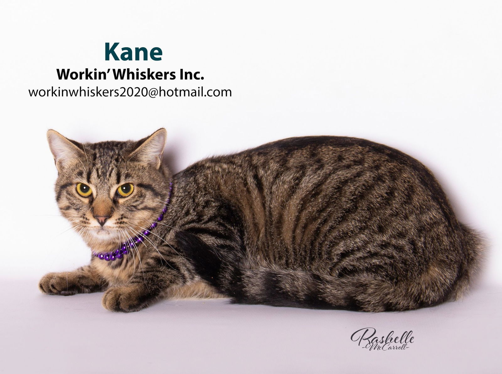 adoptable Cat in Hemet, CA named KANE