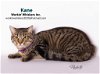adoptable Cat in hemet, CA named KANE