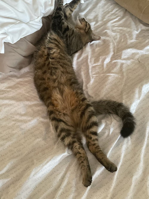 KANE - Egyptian Mau / Tabby available for adoption