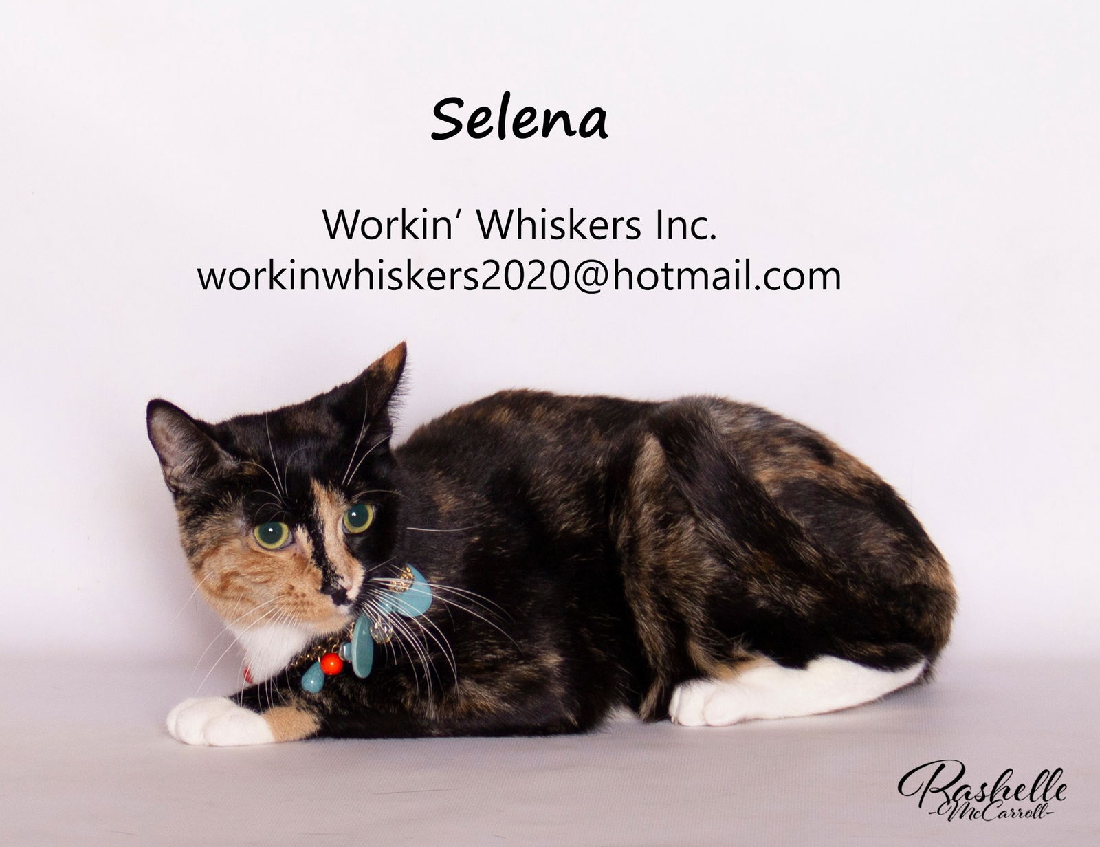 adoptable Cat in Hemet, CA named SELENA