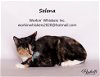 adoptable Cat in hemet, CA named SELENA