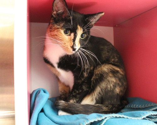 SELENA - Calico / Domestic Short Hair available for adoption