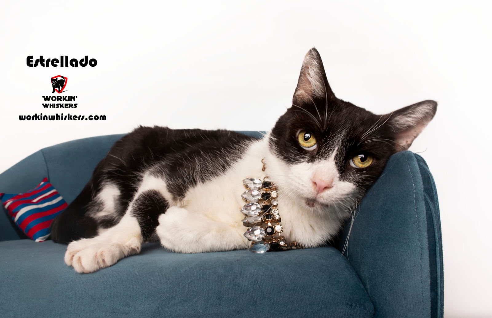 adoptable Cat in Hemet, CA named ESTRELLADO