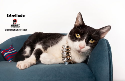 ESTRELLADO - Domestic Short Hair / Tuxedo available for adoption