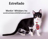 ESTRELLADO - Photo 9