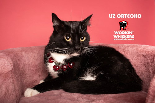 picture of the cat needing adoption