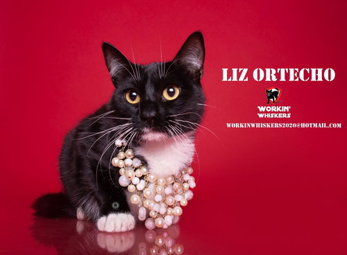 LIZ ORTECHO - Tuxedo / Domestic Short Hair available for adoption