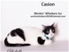 adoptable Cat in hemet, CA named CASION