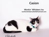 adoptable Cat in Hemet, CA named CASION