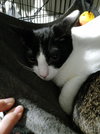 CASION - Photo 11