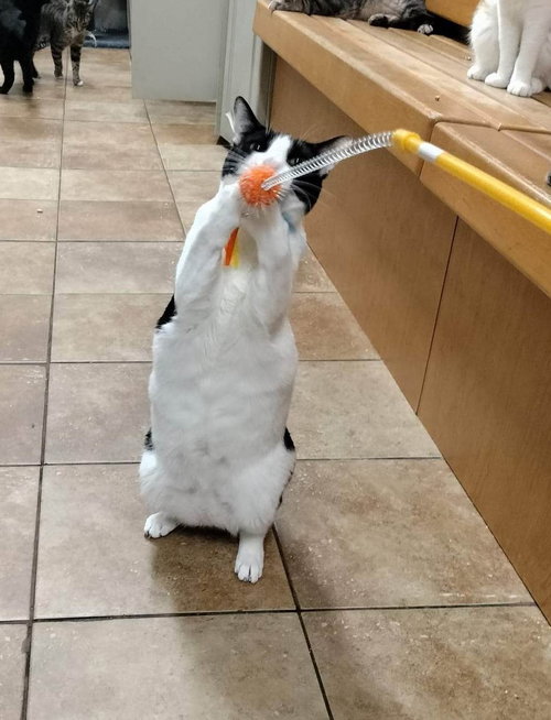 CASION - Turkish Van / Tuxedo available for adoption