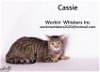 adoptable Cat in hemet, CA named CASSIE