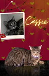 CASSIE - Photo 2