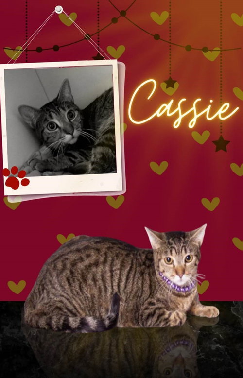 CASSIE - Egyptian Mau / Domestic Short Hair available for adoption