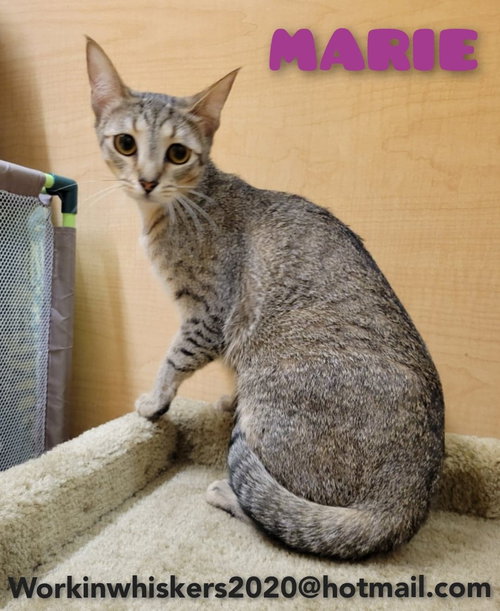 MARIE - Abyssinian / Tiger available for adoption