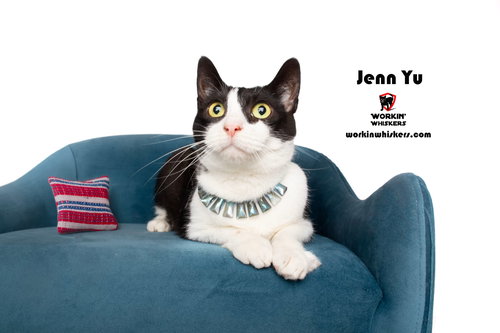 JENN YU - Tuxedo / Domestic Short Hair available for adoption