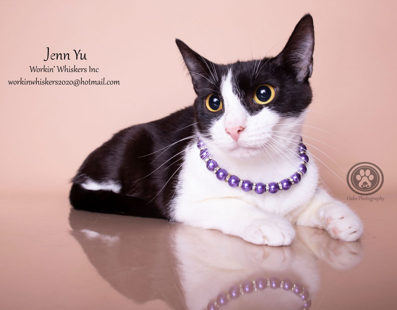 adoptable Cat in Hemet, CA named JENN YU