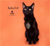 adoptable Cat in hemet, CA named BOBA FETT