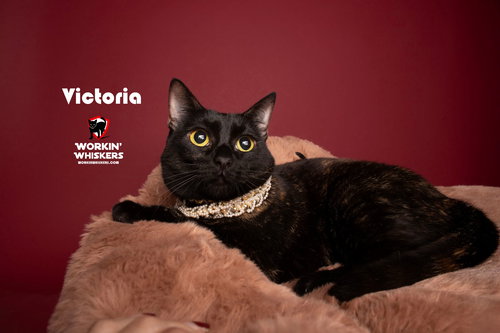 VICTORIA - Tortoiseshell / Domestic Short Hair available for adoption