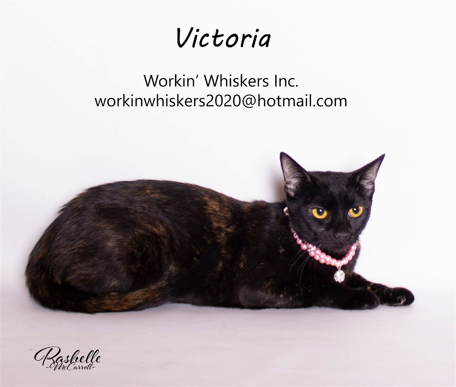 adoptable Cat in Hemet, CA named VICTORIA