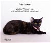 adoptable Cat in  named VICTORIA