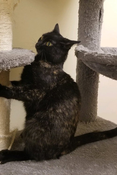 VICTORIA - Tortoiseshell / Domestic Short Hair available for adoption