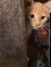 FRED WEASLEY - Photo 15