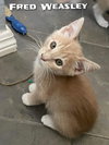 FRED WEASLEY - Photo 16