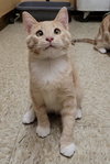 FRED WEASLEY - Photo 11