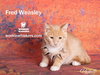 FRED WEASLEY - Photo 8