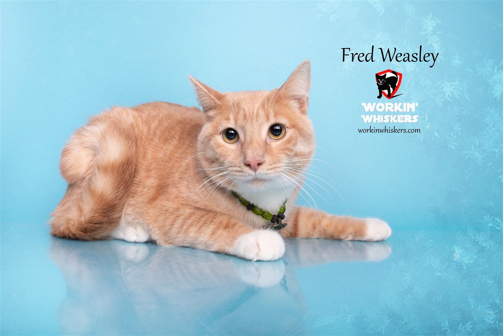 adoptable Cat in Hemet, CA named FRED WEASLEY