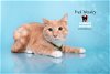adoptable Cat in hemet, CA named FRED WEASLEY