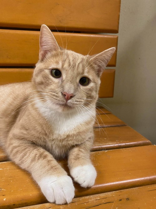 FRED WEASLEY - Domestic Short Hair / Tabby available for adoption