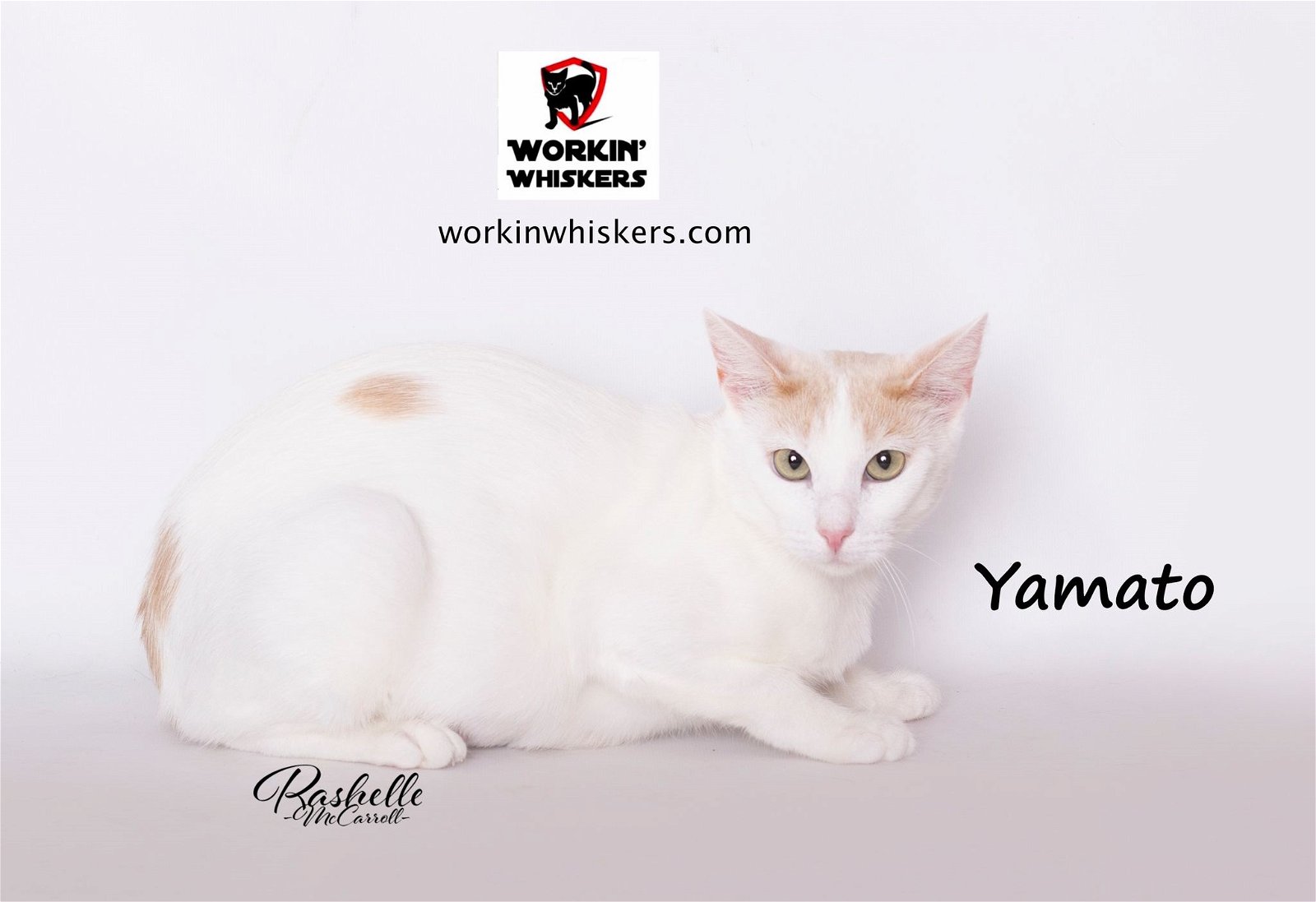 adoptable Cat in Hemet, CA named YAMATO