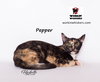 PEPPER - Photo 4