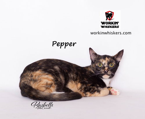 Photo 4 of PEPPER