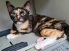 PEPPER - Photo 10