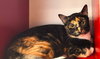 PEPPER - Photo 12