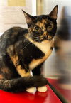 PEPPER - Photo 11