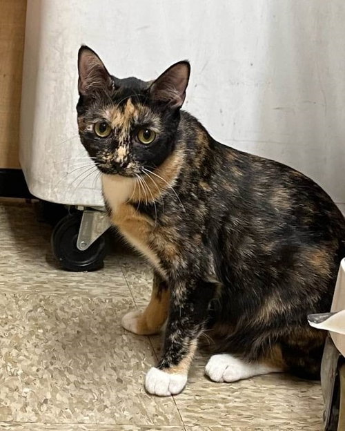 PEPPER - Calico / Domestic Short Hair available for adoption