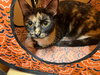 PEPPER - Photo 9