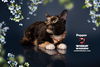 adoptable Cat in  named PEPPER