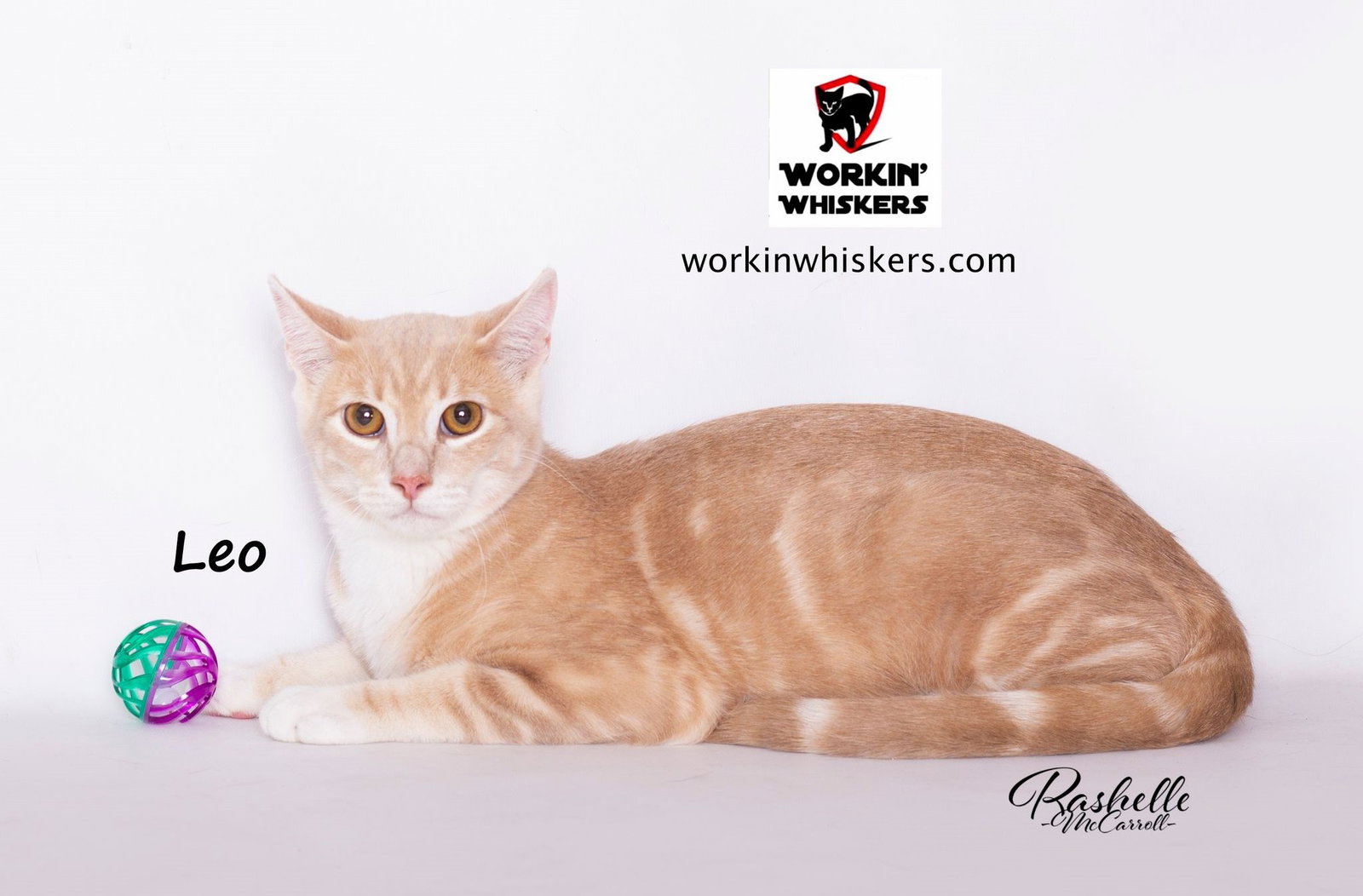 Cats for Adoption in San Juan Capistrano, California Alpha Paw