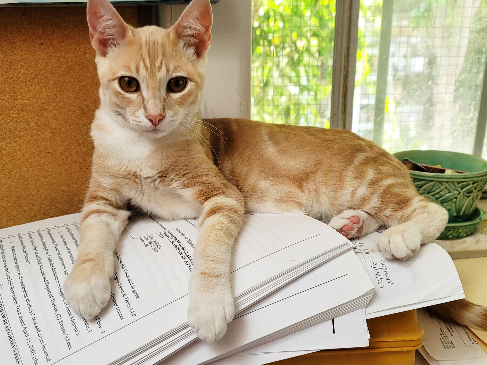 Cats for Adoption in San Juan Capistrano, California Alpha Paw