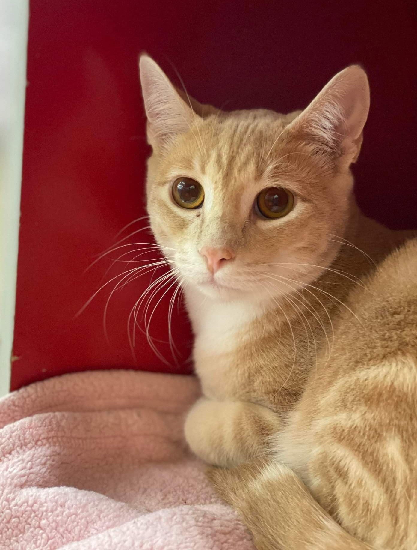 Cats for Adoption in San Juan Capistrano, California Alpha Paw