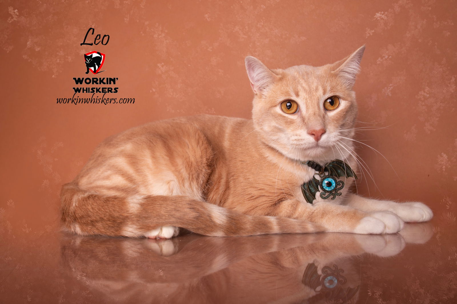 adoptable Cat in Hemet, CA named LEO